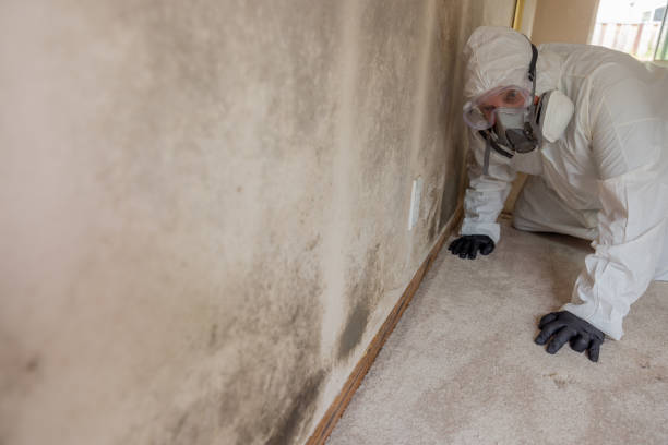 Why You Should Choose Our Mold Remediation Services in Macon, IL